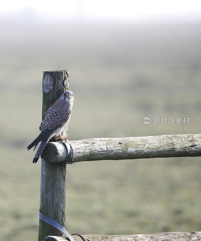 红隼(Falco tinnunculus)雄性